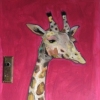 Giraffe in Fuschia "Sweet Pea" with antique door knob hole