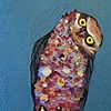 Burrowing Owl in Metallic Sea Blue