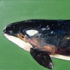 Killer Whale in Green