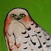 Snowy Owl in Green