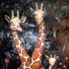 Giraffe Family in Prussian Blue with Pink Poppies