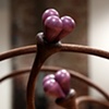 Tangle Berry (detail)