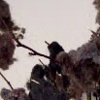 the dust tree