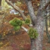 Bogtree