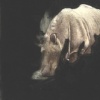 Rhino