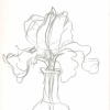 Iris 1