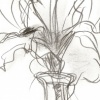 Iris 2