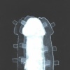 White Penis