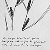 12 Indigenous Plants of Illinois (abstract)