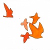 birds 102