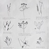 12 Indigenous Plants of Illinois