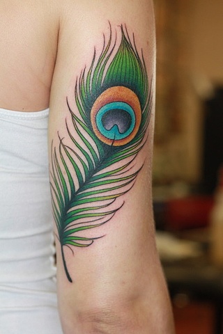 Peacock Feather