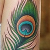 Peacock Feather