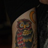 owl