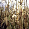 corn