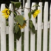don't fence me in