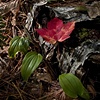 forest floor