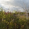 island birches