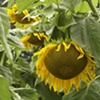3 sunflowers