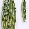 Pods