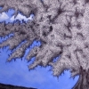 Respiration