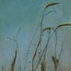 Roots