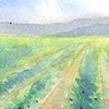 Strawberry Field
