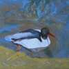 'Duck in Pond'