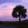Palmetto Tree