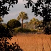 Shem Creek