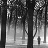 Foggy Morning