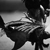 Cockfighting 