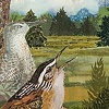 Marsh Wrens