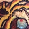 Two Tiger Heads