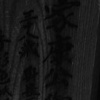 Shizouka
