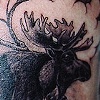 Moose