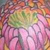 Chrysanthemum