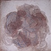 Pallid