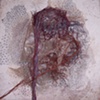 Reverent (right side detail)