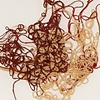 Clot
