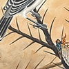 Butcher Bird