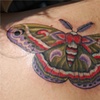 silk moth