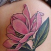 pink magnolia by katie davis