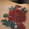 chrysanthemum by katie davis