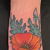 California Poppy