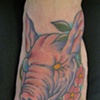 Pig