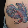 Betta