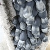 Mucuna