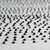 poppy seeds