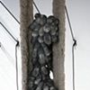 Mucuna